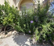 Вилла в Альгорфе 163 кв.м с 4 спальнями и бассейном