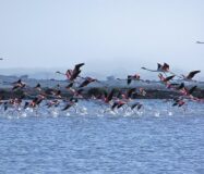 Квартира 3 кімнати 97 кв.м з терасою в Гран Алаканте біля моря