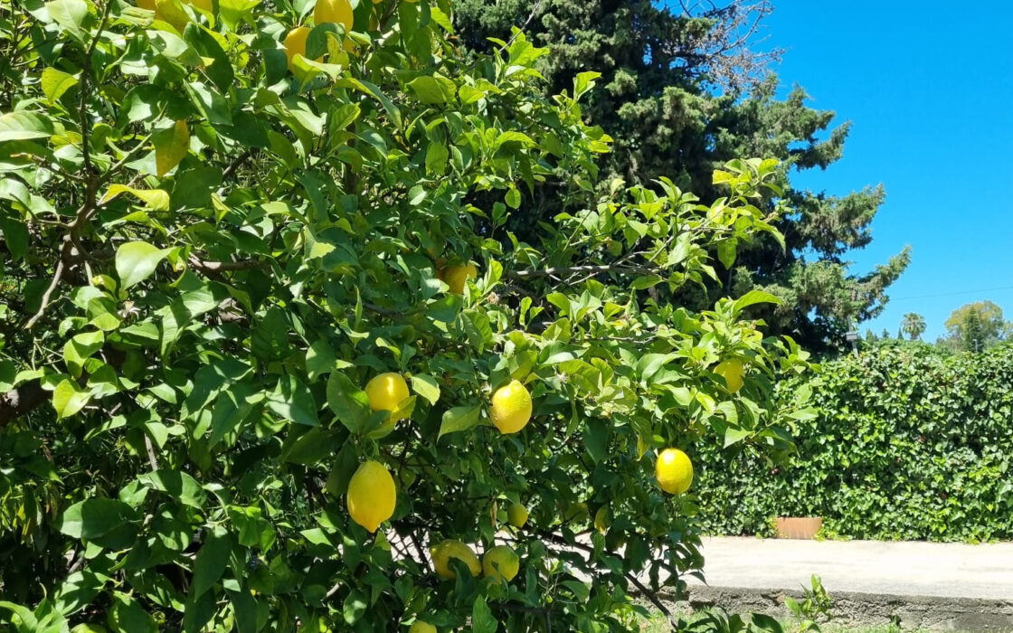 Дом с садом и бассейном недалеко от города, 102 кв.м.