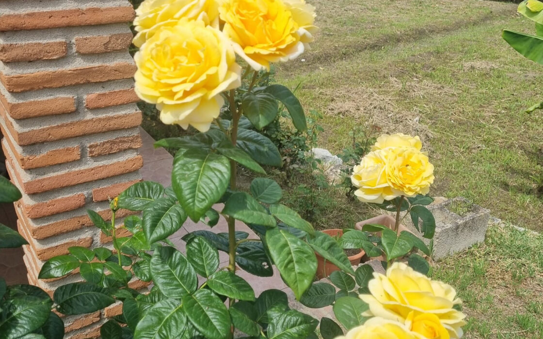 Дом с садом и бассейном недалеко от города, 102 кв.м.