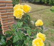 Дом с садом и бассейном недалеко от города, 102 кв.м.