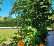 Дом с садом и бассейном недалеко от города, 102 кв.м.