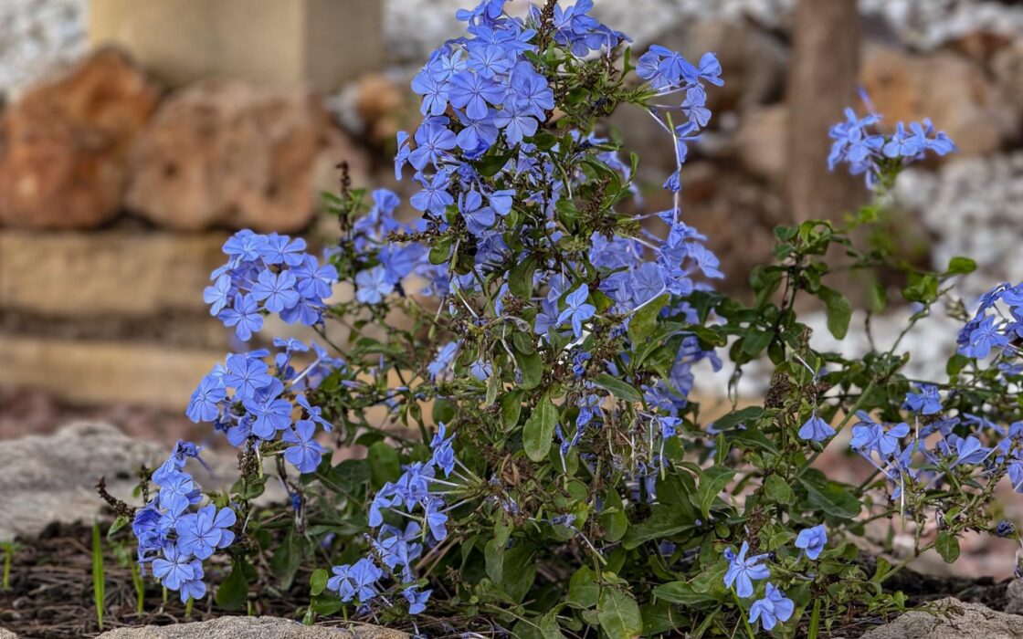 Вилла в Ориуэле с 5 спальнями и бассейном 143 кв.м