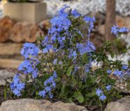 Вилла в Ориуэле с 5 спальнями и бассейном 143 кв.м