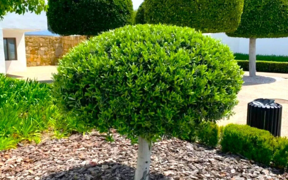 Розкішні апартаменти з терасою в Бенахавісі, 164 кв.м.