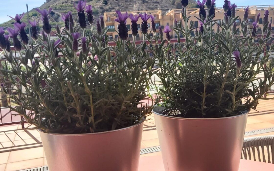 Апартаменти 104 кв.м з терасою в Вільянуеві дель Ріо Сегура