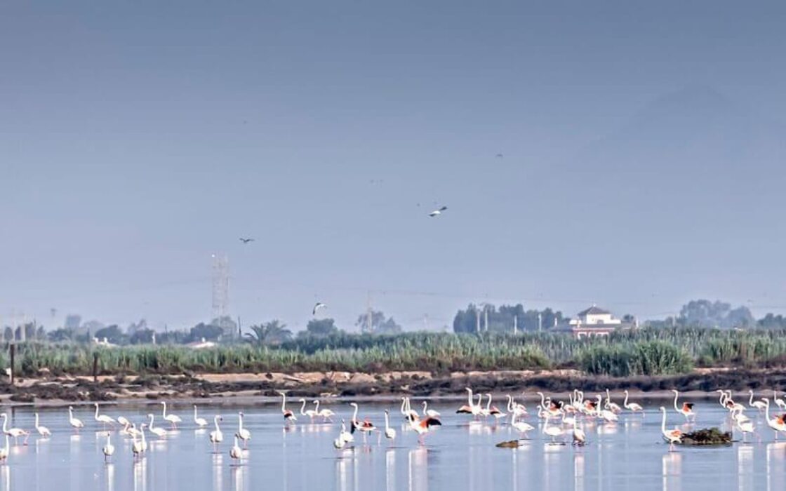 Новые дома с частным бассейном в Ла-Марина у моря