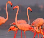 Новые дома с частным бассейном в Ла-Марина у моря