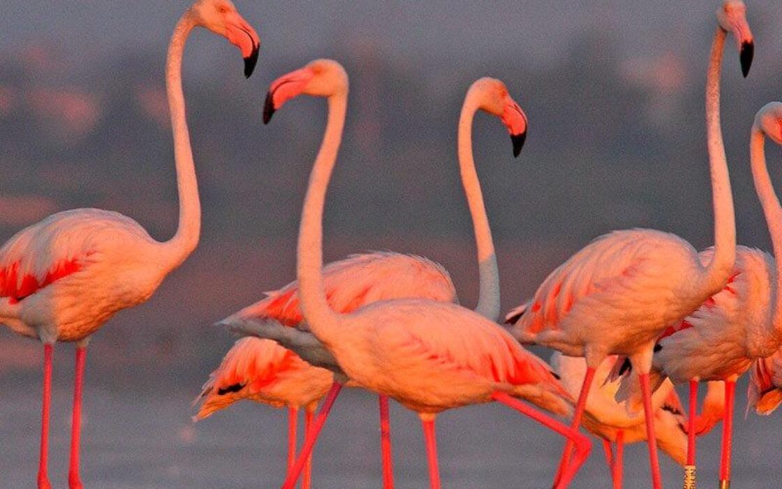 Нові будинки в Ла-Марина з басейном за 500 м від пляжу