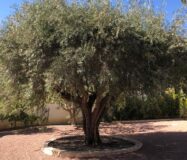 Эффектная вилла в Сьюдад-Кесада с бассейном и видом 236 кв.м