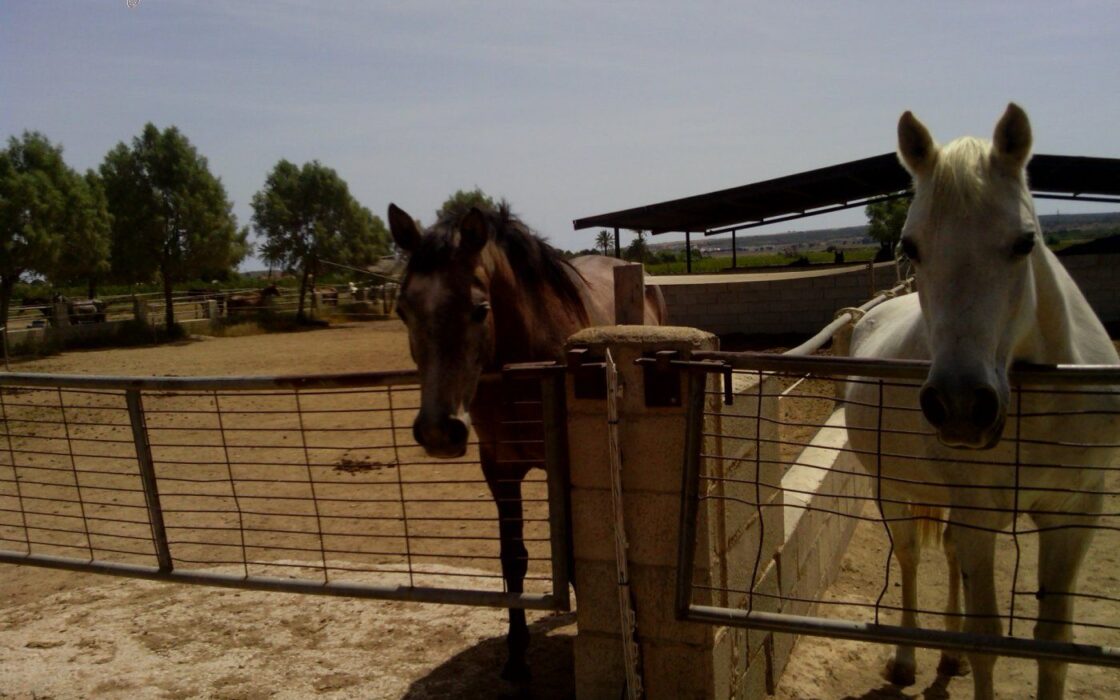Хасінді в Ельче 705 кв.м з терасою 5 км від моря