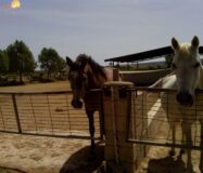 Хасінді в Ельче 705 кв.м з терасою 5 км від моря