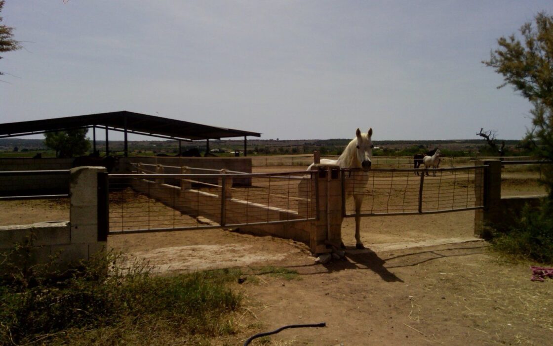 Хасінді в Ельче 705 кв.м з терасою 5 км від моря
