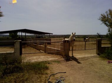 Хасиенда в Эльче 705 кв.м с террасой 5 км от моря