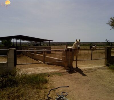 Хасінді в Ельче 705 кв.м з терасою 5 км від моря